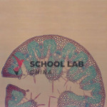 Prepared Microscope Slide - Buttercup (Ranunculus): Flower L.S.